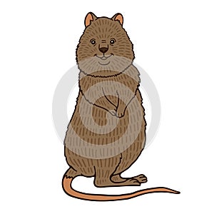 Cute brown quokka with long tail standing on white