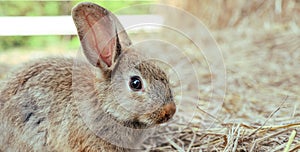 Cute brown rabbit bunny domestic pet on straw. Rabbit farm