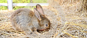 Cute brown rabbit bunny domestic pet on straw. Rabbit farm