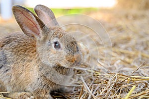 Cute brown rabbit bunny domestic pet on straw. Rabbit farm