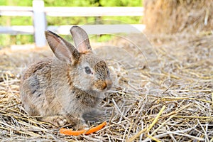 Cute brown rabbit bunny domestic pet on straw. Rabbit farm