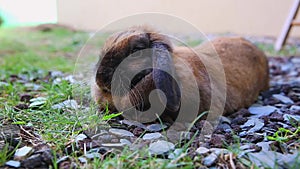 Cute Brown Rabbit Lying On The Floor
