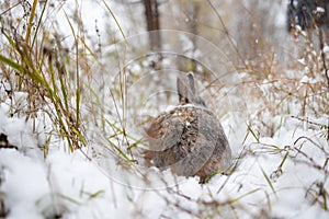 Rabbit in the snow. Easter bunny in the winter forest.
