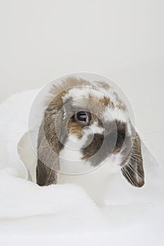 A cute brown rabbit on white background