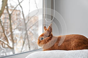Cute brown red bunny rabbit lying down on white fuzzy blanket on windowsill looking through window indoors. Adorable pet