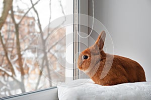 Cute brown red bunny rabbit lying down on white fuzzy blanket on windowsill looking through window indoors. Adorable pet