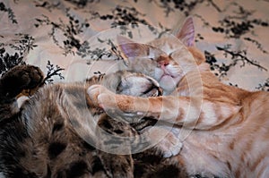 Cute brown and red tabby cats lying, sleeping and hugging on bed at home