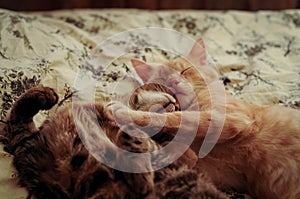 Cute brown and red tabby cats sleeping and hugging on bed at home