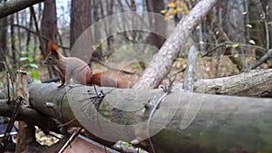 Cute brown rodent sitting at wooden branch at autumn forest. Wild fluffy squirrel searching food outdoor. Pretty small