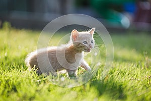 Cute brown Scottish kitten walking and playing on lawn in park in morning. Fresh and lovely. Scottish kitten mixed with Thai cat.