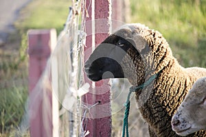 Cute brown sheep looking disinterested and bored into the distance through a chain link fence. Sad animals in captivity. photo