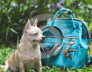 cute brown short hair chihuahua dog sitting on green grass in the garden with travel accessories, backpack and headphones.