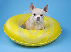 cute brown short hair chihuahua dog sitting in yellow swimming ring, isolated on blue background