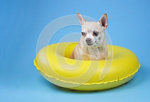 cute brown short hair chihuahua dog sitting in yellow swimming ring, isolated on blue background