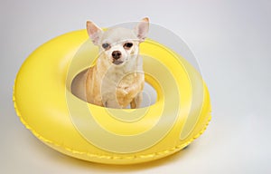 cute brown short hair chihuahua dog sitting in yellow swimming ring, looking at camera, isolated on white background