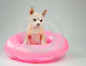 cute brown short hair chihuahua dog standing in pink swimming ring, isolated on white background