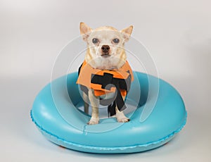 cute brown short hair chihuahua dog wearing orange life jacket or life vest standing in blue swimming ring, isolated on white
