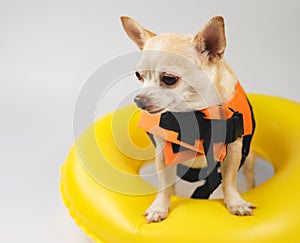 cute brown short hair chihuahua dog wearing orange life jacket or life vest standing in yellow swimming ring, isolated on white