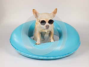 cute brown short hair chihuahua dog wearing sunglasses sitting in blue swimming ring, isolated on white background