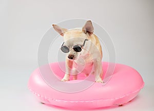 cute brown short hair chihuahua dog wearing sunglasses standing in pink swimming ring, isolated on white background