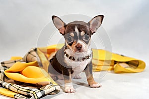 Cute brown short-hair Chihuahua puppy