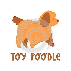 Cute brown small puppy toy poodle