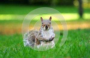 Cute brown squirell paused in the grass