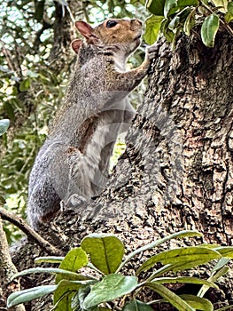 Cute brown squirrel climbing tree