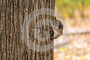 Cute Brown Squirrel Preparing to Jump