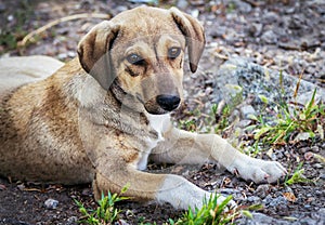 Cute brown stray dog