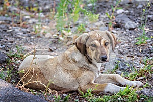 Cute brown stray dog