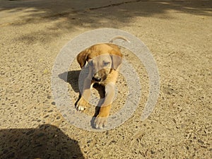 Cute brown street dog taking sunbath