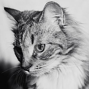 Cute brown striped cat decent portrait square