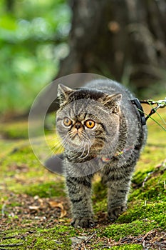 Cute brown striped cat exotic walks on a leash in the park on a summer day. Persian kitten on the green grass on a