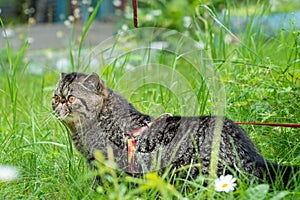 Cute brown striped cat exotic walks on a leash in the park on a summer day. Persian kitten on the green grass on a