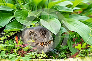 Cute brown striped cat exotic walks on a leash in the park on a summer day. Persian kitten on the green grass on a