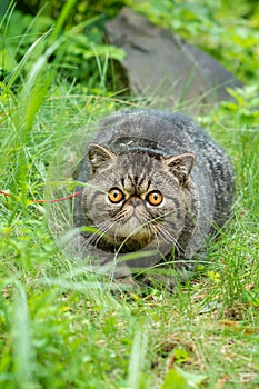 Cute brown striped cat exotic walks on a leash in the park on a summer day. Persian kitten on the green grass on a harness with a