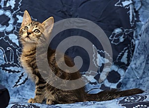 Cute brown striped kitten on a blue