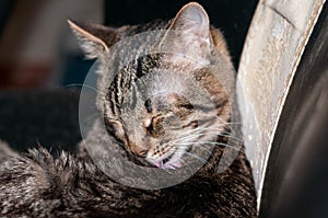 Cute brown tabby cat with closed eyes lick fur on black couch at home