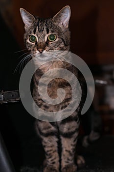cute brown tabby cat with green eyes looking away on couch in dark room at home