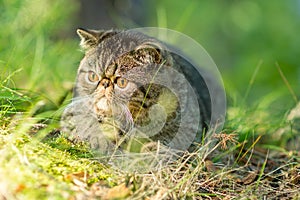 A cute brown tabby cat lies exotically on a large gray stone in the park on a summer day. Persian kitten is afraid of