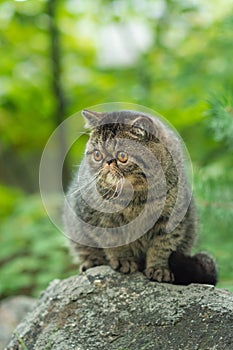 A cute brown tabby cat sits exotically on a large gray stone in the park on a summer day. Persian kitten is afraid of