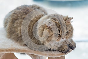 Cute brown tabby persian cat