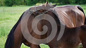A cute brown thoroughbred foal in a bridle snuggles up to the horse`s mother on a green meadow. Close-up is the head of a small