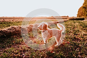 cute brown toy poodle dog running at sunset by countryside. Fun, sports and pets outdoors