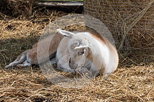 Cute brown and white Alpaca child on the Alpaca Farm