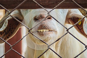 Cute brown and white domestic goats (Capra aegagrus hircus) in t