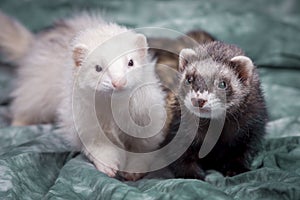 Cute brown and white ferrets.