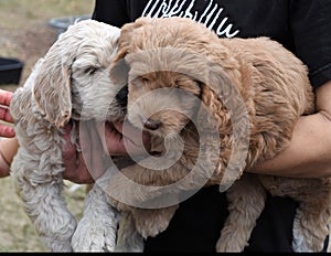 Cute brown and white labradoodle puppies