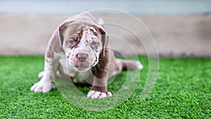 A cute brown and white pit bull, less than 1-month-old, walks on artificial grass on a dog farm. Prolific chubby puppies need lots